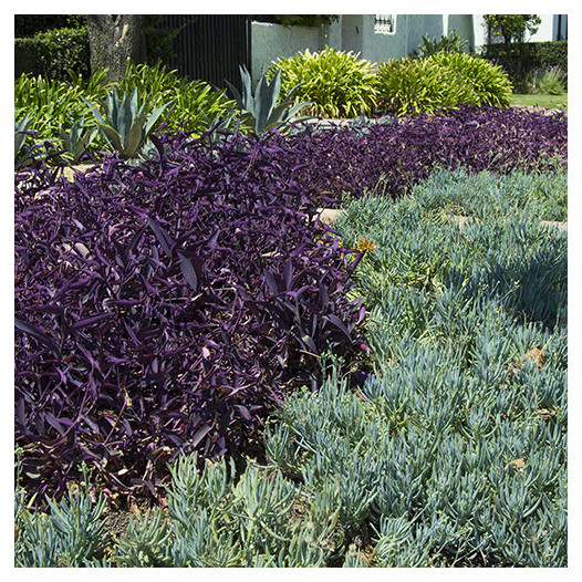 Purple Wandering Jew  - Tradescantia pallida 'Purple Heart'