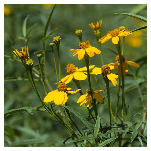 Mexican Marigold  - Tagetes lemmonii