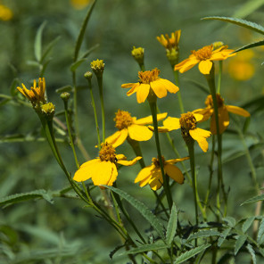 Mexican Marigold - Tagetes lemmonii