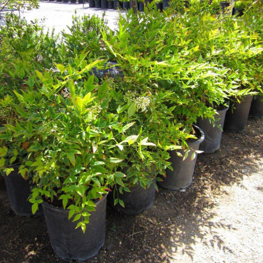 Dwarf Heavenly Bamboo  - Nandina Domestica Harbour Dwarf