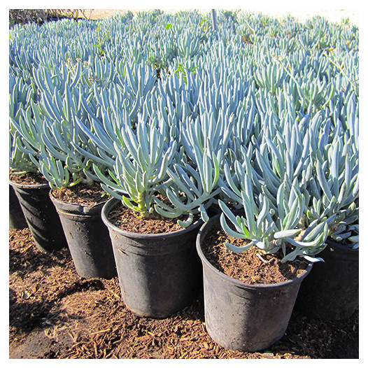 Kleina (Blue Chalk Sticks) - Senecio mandroliscae