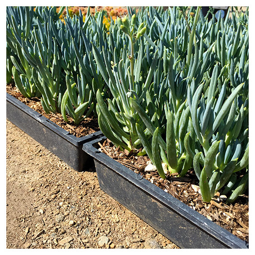 Kleina (Blue Chalk Sticks) - Senecio mandroliscae