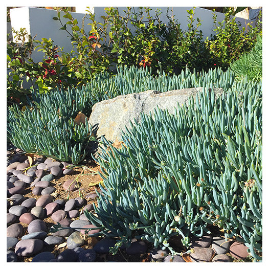 Kleina (Blue Chalk Sticks)  - Senecio mandroliscae