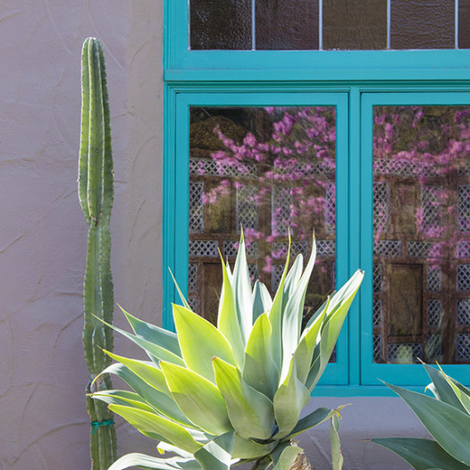 Fox Tail Agave  - Agave attenuata