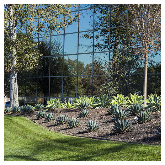 Blue Glow Agave  - Agave 'Blue Glow'