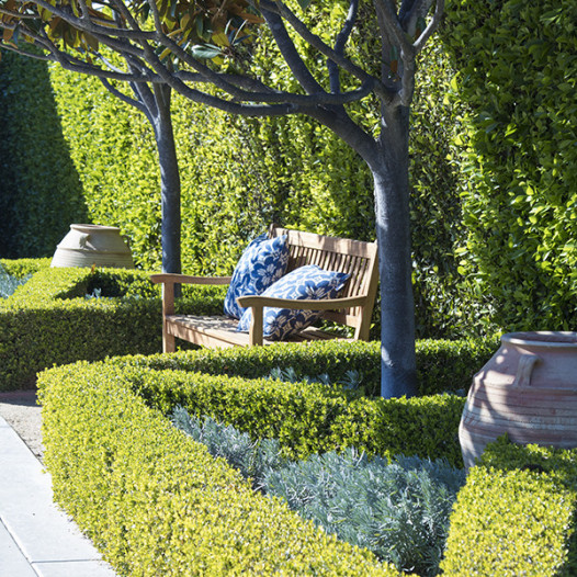 Japanese Boxwood  - Buxus Microphylla Japonica