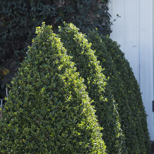 Japanese Boxwood  - Buxus Microphylla Japonica