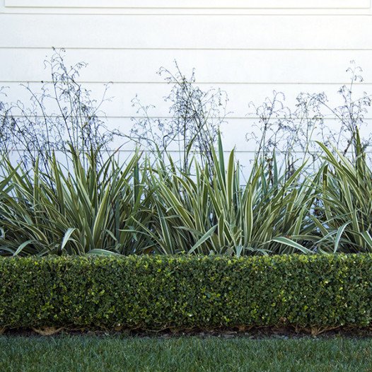 Variegated Flax Lily  - Dianella tasmanica 'Variegata'