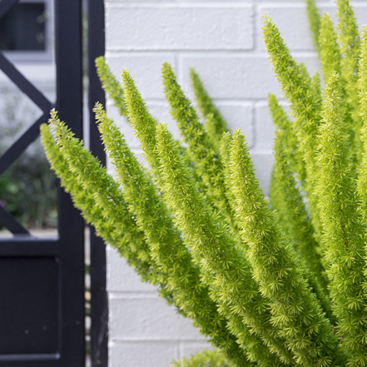 Myers Fern (Fox Tail Fern)  - Asparagus densiflorus Myers