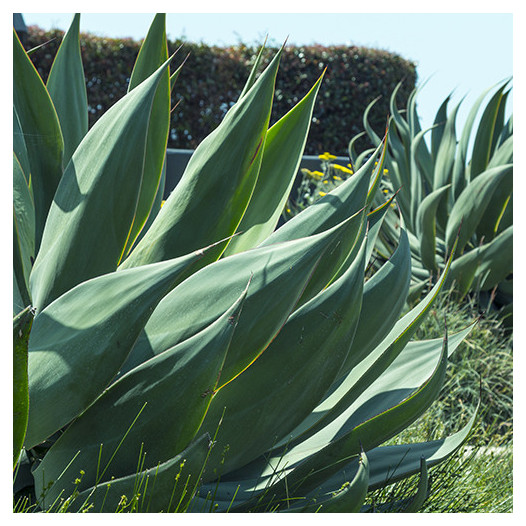 Blue Flame Agave  - Agave 'Blue Flame'