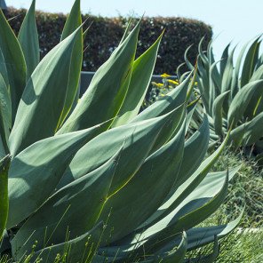 Blue Flame Agave - Agave 'Blue Flame'