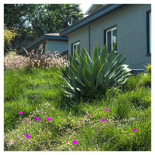 Blue Flame Agave  - Agave 'Blue Flame'