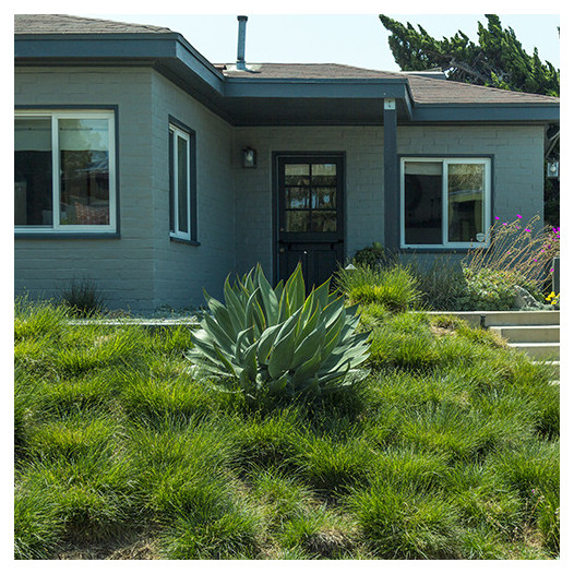 Blue Flame Agave  - Agave 'Blue Flame'