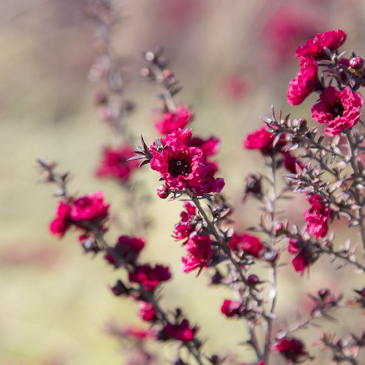 Ruby Glow New Zealand Tea Tree  - Leptospermum scoparium 'Ruby Glow'