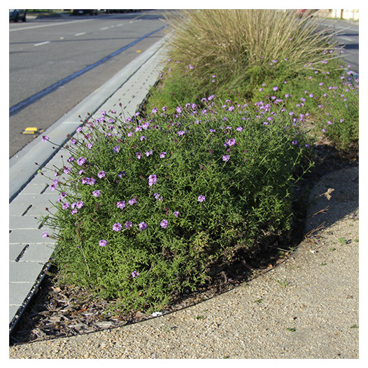 De La Mina Verbena  - Verbena lilacina 'De La Mina'