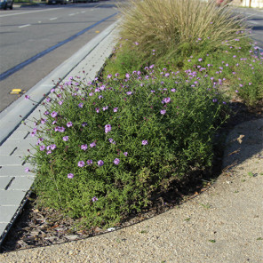 De La Mina Verbena - Verbena lilacina 'De La Mina'