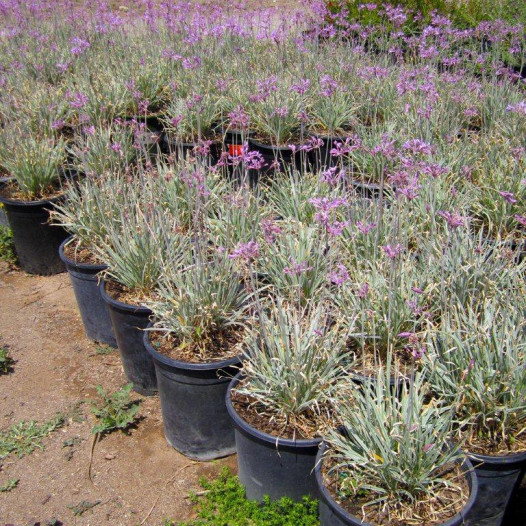 Variegated Society Garlic  - Tulbaghia violacea Silver Lace