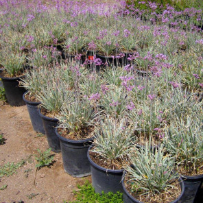 Variegated Society Garlic - Tulbaghia violacea Silver Lace