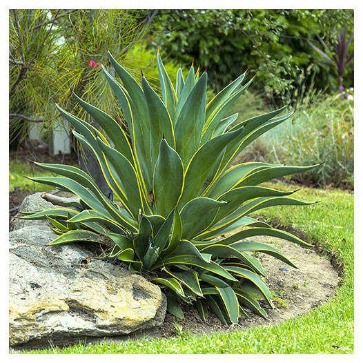 Variegated Dwarf Agave  - Agave desmettiana 'Variegata'