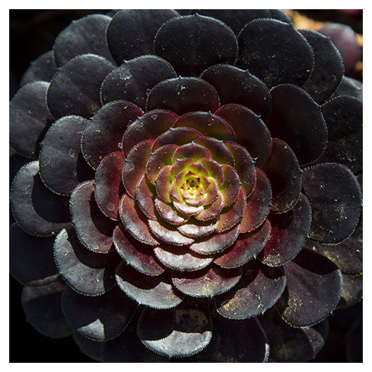 Black Rose Aeonium  - Aeonium arboreum 'Zwartkop'