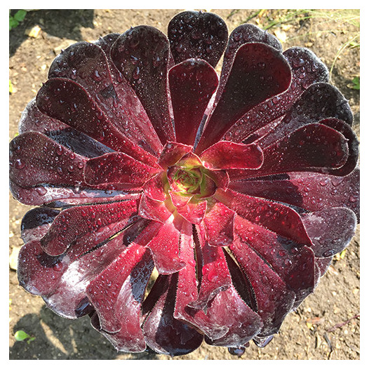 Black Rose Aeonium - Aeonium arboreum 'Zwartkop'