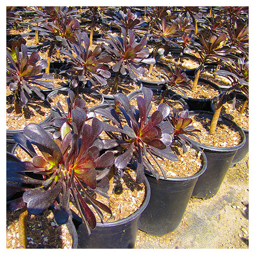 Black Rose Aeonium  - Aeonium arboreum 'Zwartkop'
