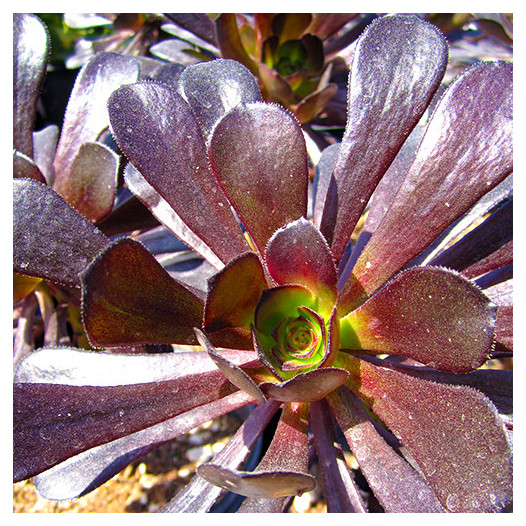 Black Rose Aeonium  - Aeonium arboreum 'Zwartkop'