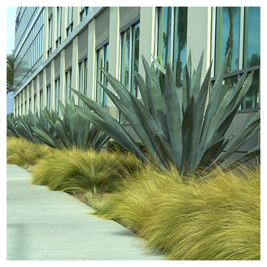 Century Plant  - Agave americana