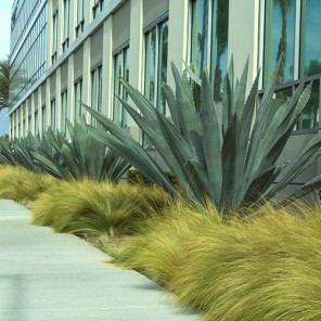 Century Plant - Agave americana