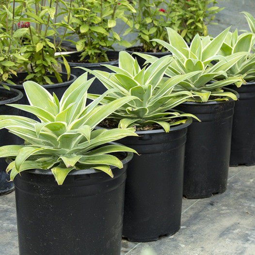 Ray of Light Fox Tail Agave  - Agave attenuata 'Ray of Light'