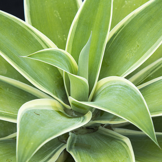 Ray of Light Fox Tail Agave  - Agave attenuata 'Ray of Light'