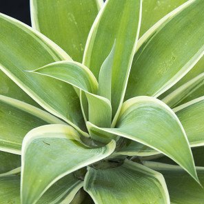 Ray of Light Fox Tail Agave - Agave attenuata 'Ray of Light'