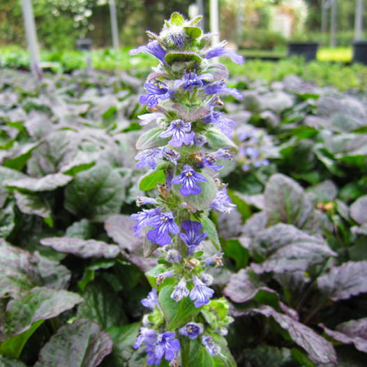 Catlin's Giant Bugleweed  - Ajuga reptans 'Catlin's Giant'