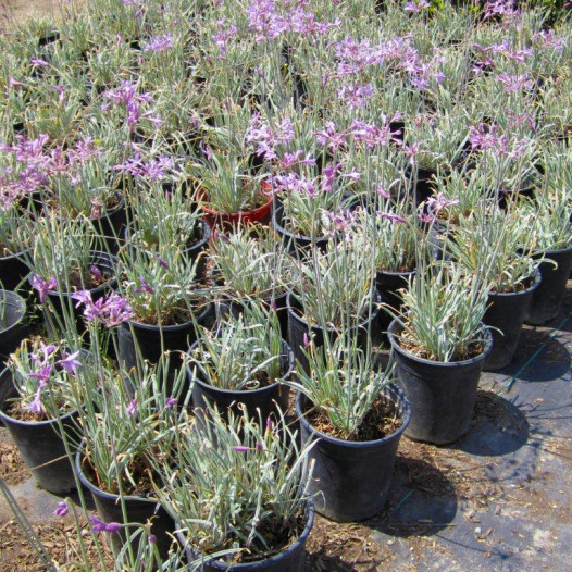 Variegated Society Garlic  - Tulbaghia violacea Silver Lace