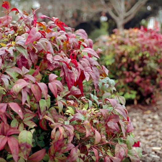 Dwarf Heavenly Bamboo  - Nandina domestica Nana