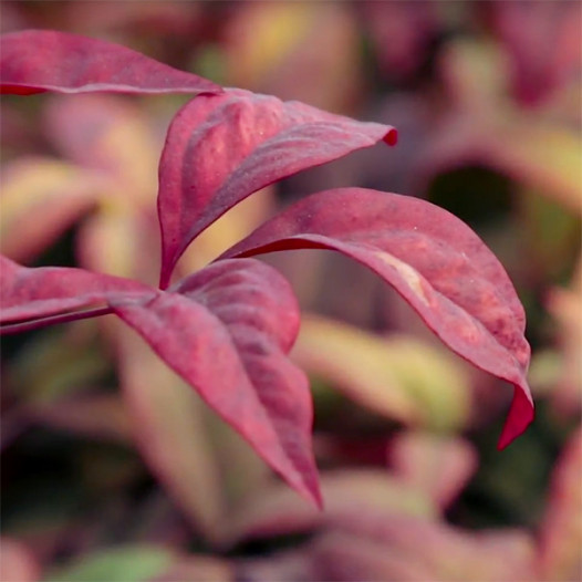 Dwarf Heavenly Bamboo  - Nandina domestica Nana