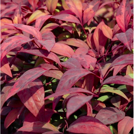 Dwarf Heavenly Bamboo  - Nandina domestica Nana