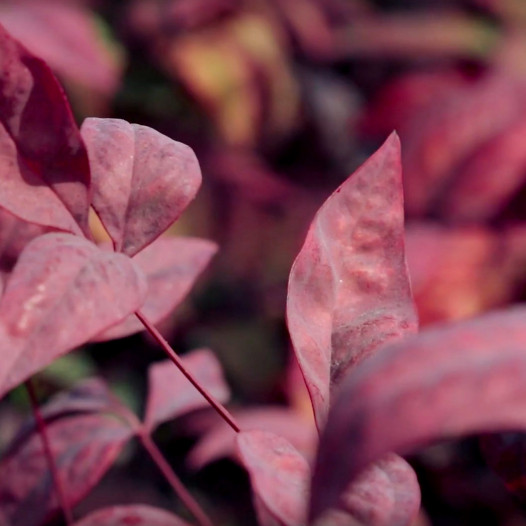 Dwarf Heavenly Bamboo  - Nandina domestica Nana