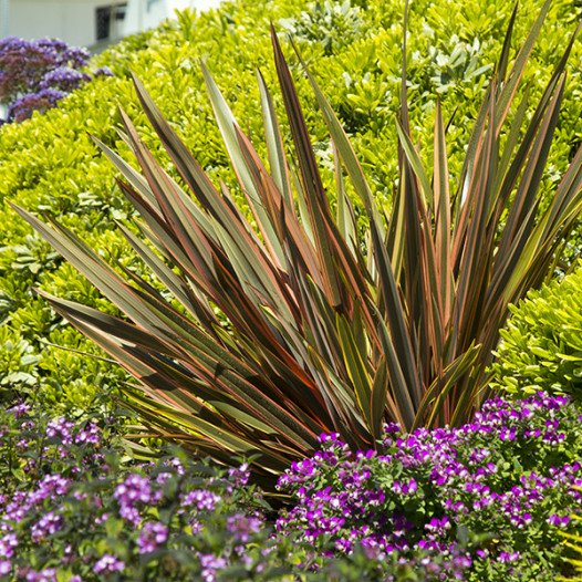 Sundowner New Zealand Flax  - Phormium 'Sundowner'