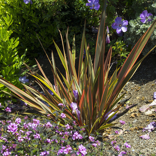 Sundowner New Zealand Flax  - Phormium 'Sundowner'