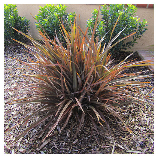 Jack Spratt Flax  - Phormium 'Jack Spratt'