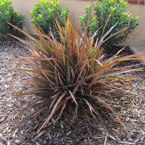 Jack Spratt Flax - Phormium 'Jack Spratt'