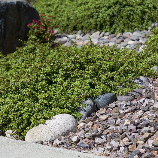 Dwarf Elephant Food  - Portulacaria afra prostrata