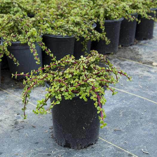 Dwarf Elephant Food  - Portulacaria afra prostrata