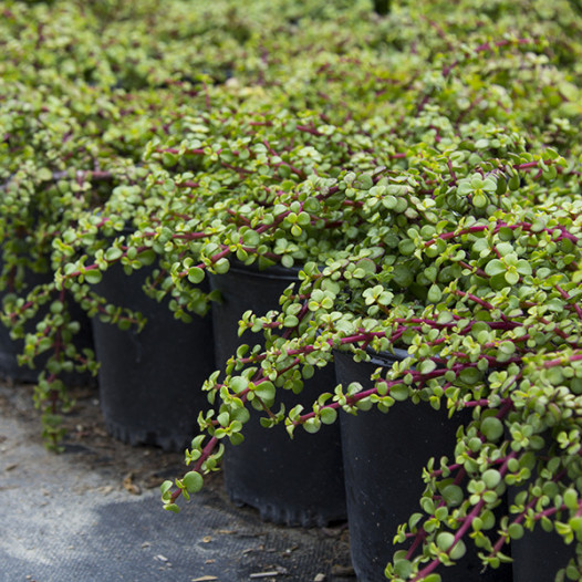 Dwarf Elephant Food  - Portulacaria afra prostrata