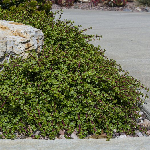 Dwarf Elephant Food  - Portulacaria afra prostrata