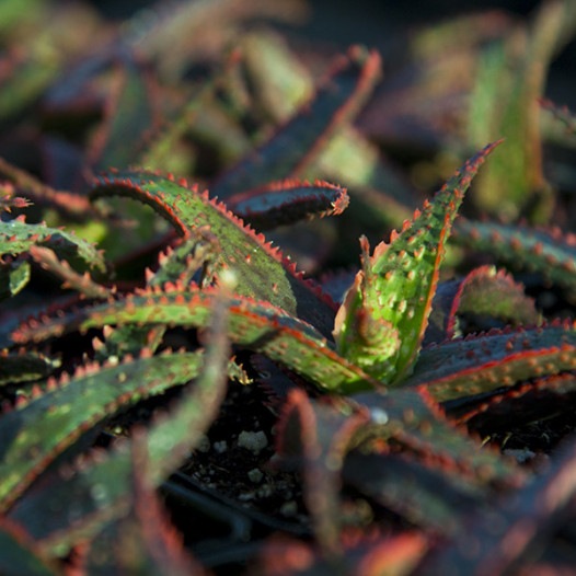 Christmas Carol Aloe - Aloe 'Christmas Carol'