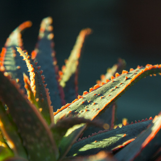 Christmas Carol Aloe  - Aloe 'Christmas Carol'