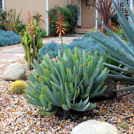 Fan Aloe  - Aloe plicatilis