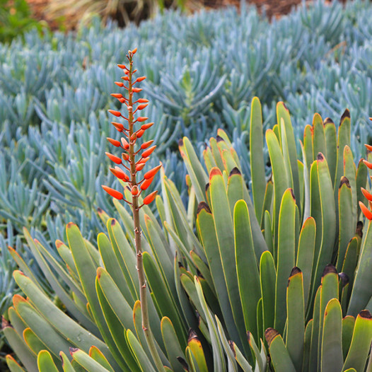 Fan Aloe  - Aloe plicatilis